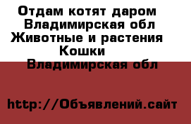 Отдам котят даром - Владимирская обл. Животные и растения » Кошки   . Владимирская обл.